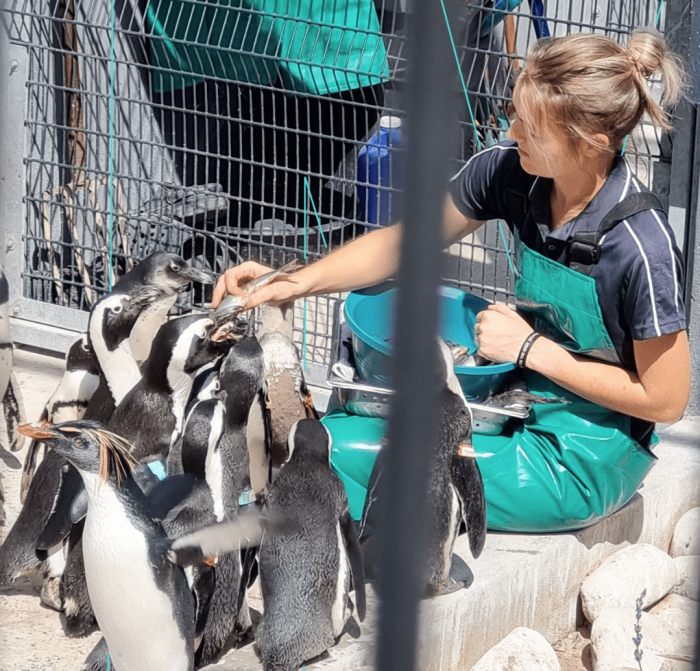 ENVIRONMENT ERA penguin adopt