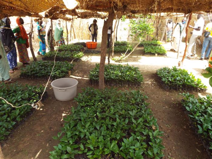 ENVIRONMENT Planete Urgence Cameroon cashew